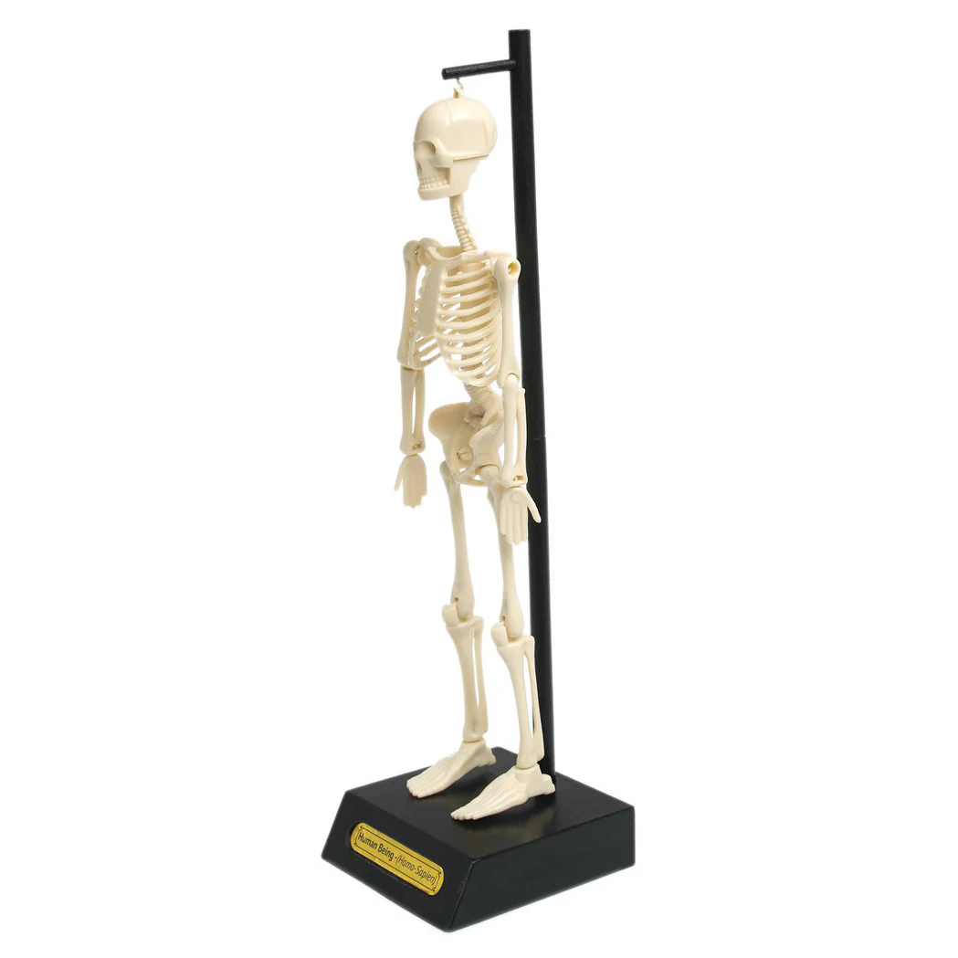 Anatomical Skeleton Educational Model - Image 3
