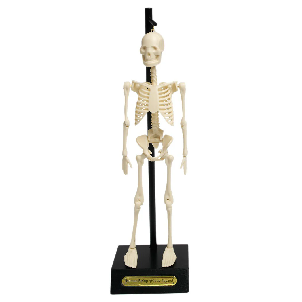 Anatomical Skeleton Educational Model - Image 4