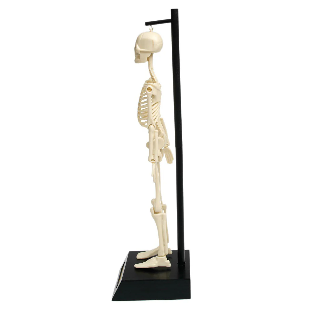 Anatomical Skeleton Educational Model - Image 5