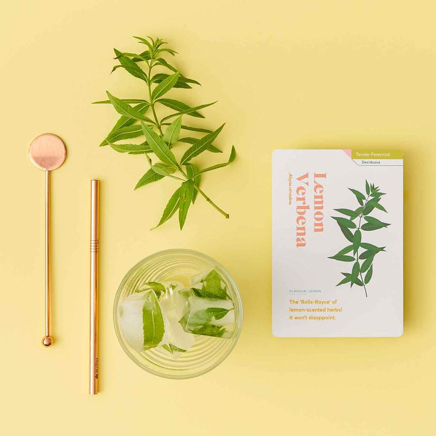 Another Studio - Herb Care Cards - Image 4