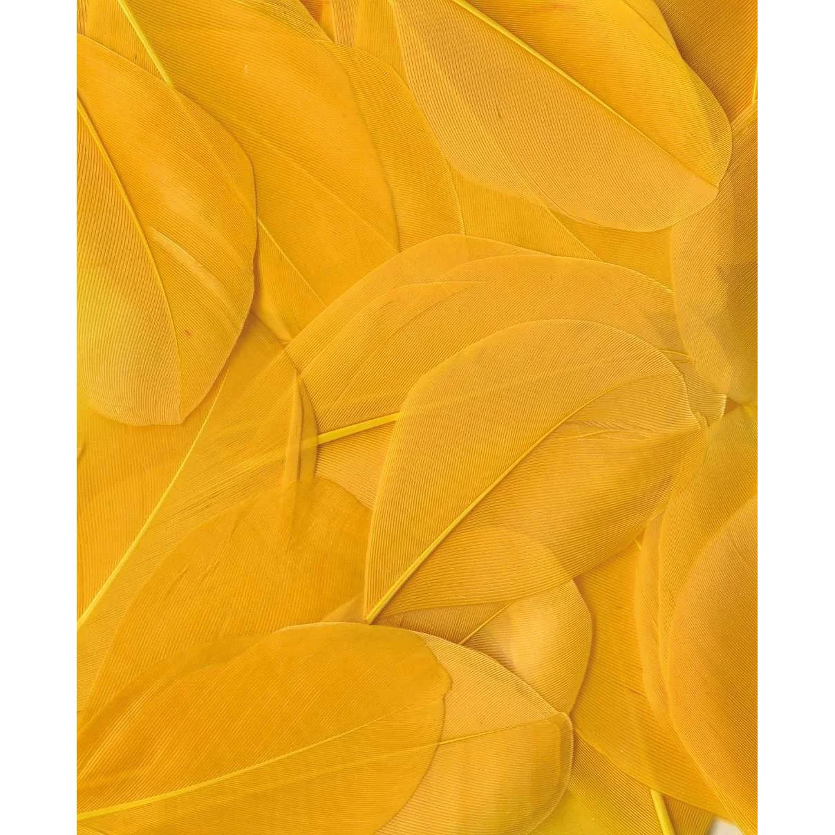 Artemio Feathers 3g Yellow - Image 2