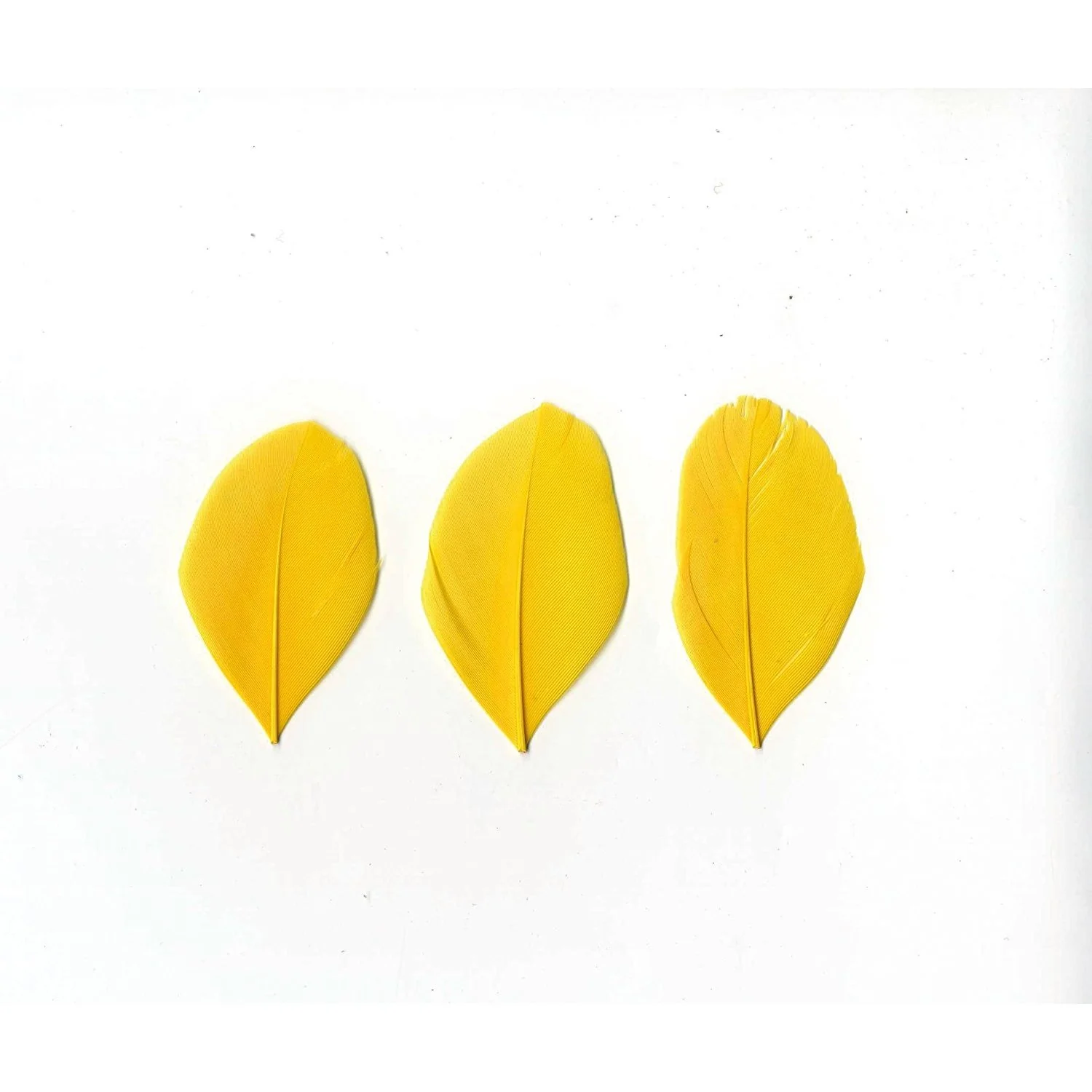 Artemio Feathers 3g Yellow - Image 3