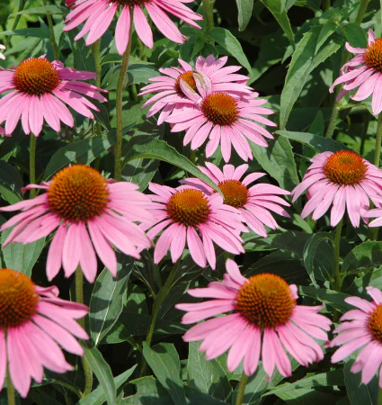 Seed Collection: Bird Feeding Herbs - Image 2