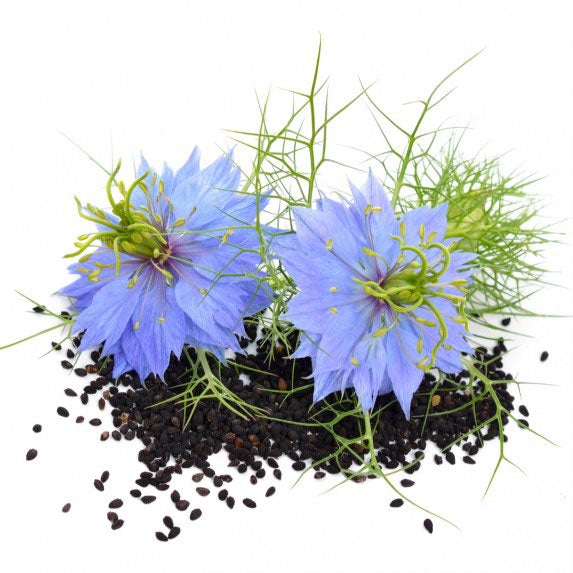 Seed Collection: Black Cumin Nigella - Image 2