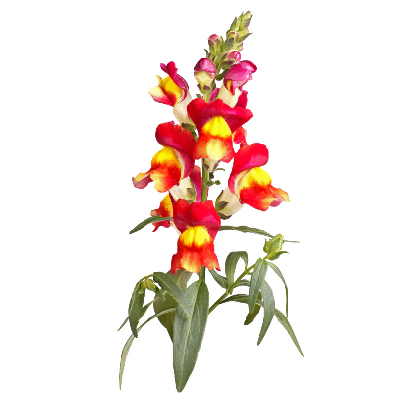 Seed Collection: Brighton Rock Snapdragon - Image 2
