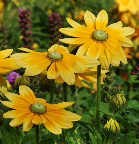 Seed Collection: Butterflies' Garden Flowers - Image 2