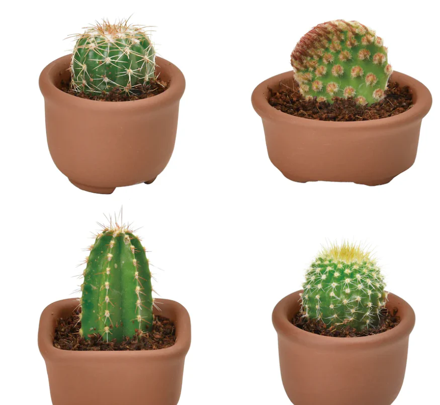 Cacti Cuties - Image 6