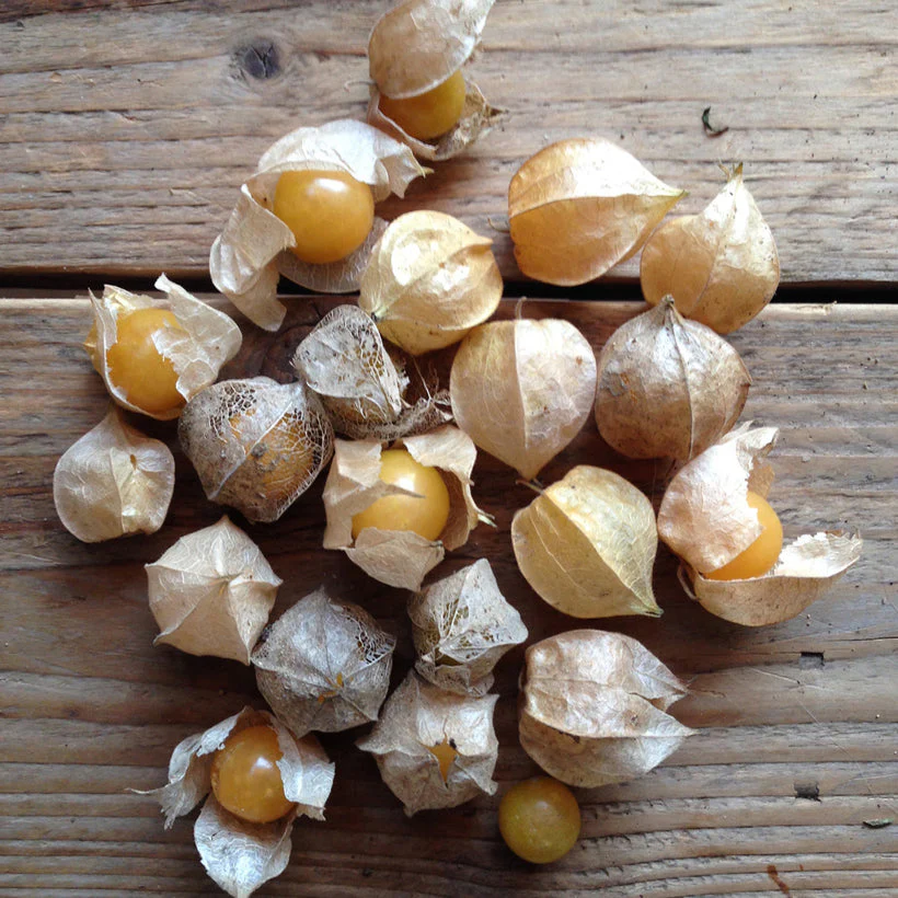 Seed Collection: Cape Gooseberry Golden Berry - Image 2