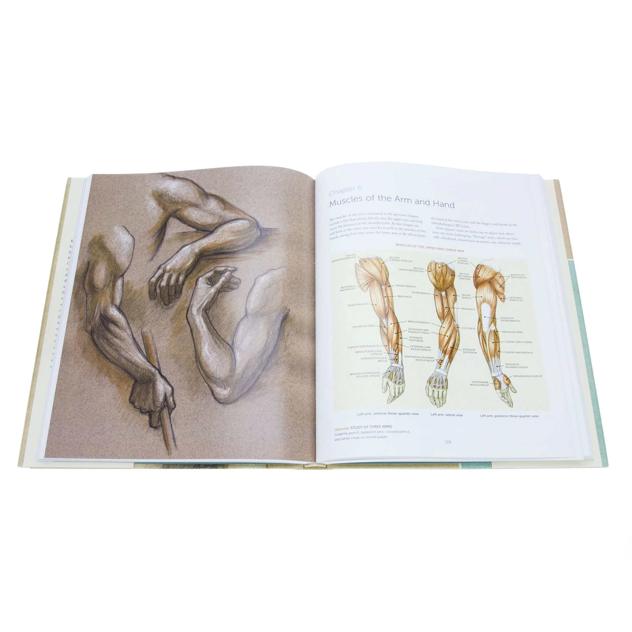 Classic Human Anatomy In Motion - Image 2