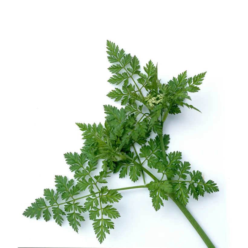 Seed Collection: Common Anise - Image 2