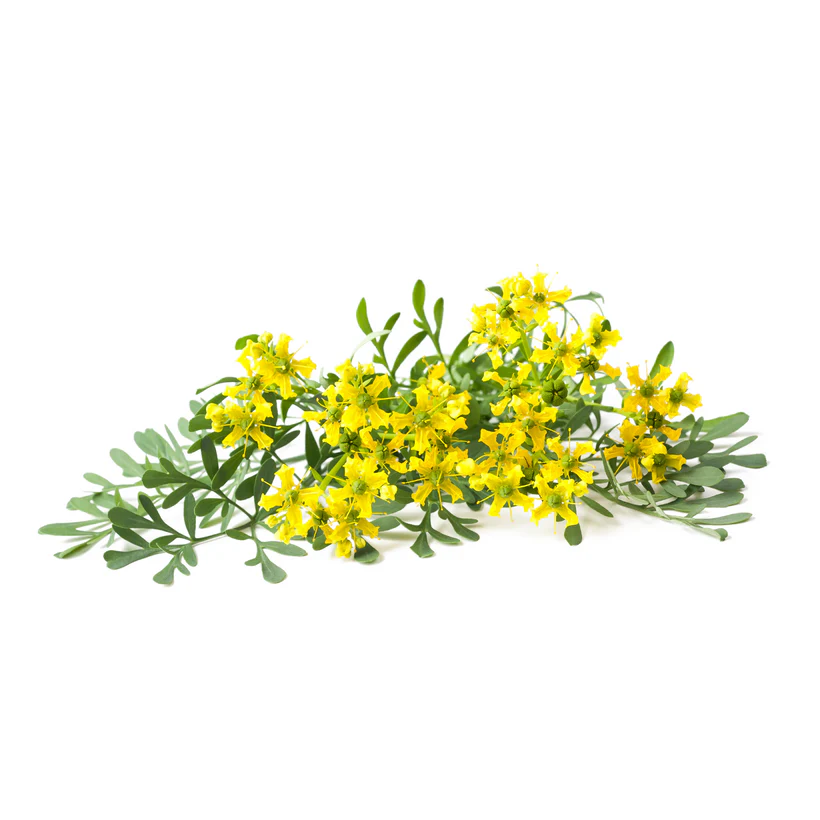 Seed Collection: Common Rue - Image 2