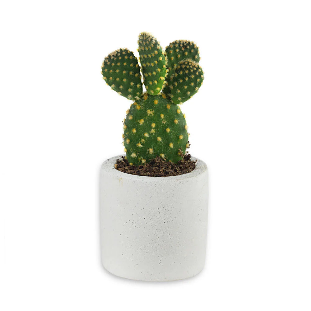 Concrete Plant Pot