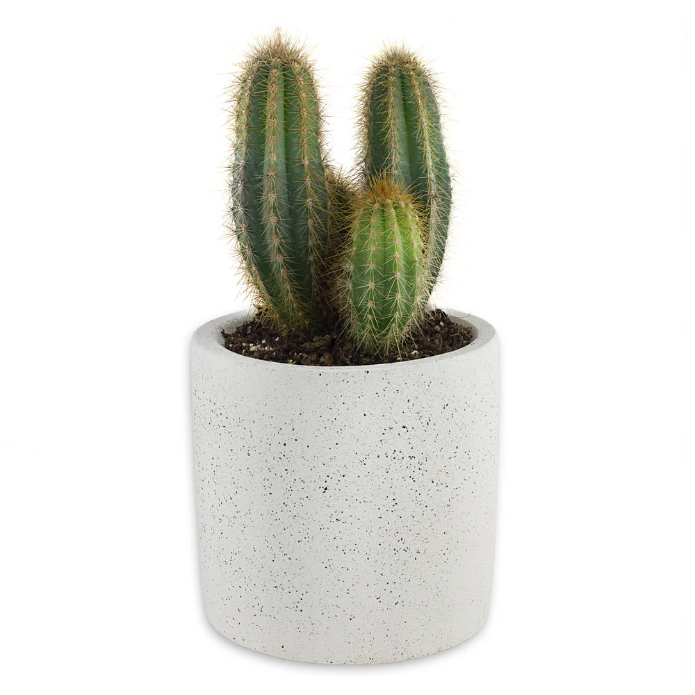 Concrete Plant Pot - Image 2
