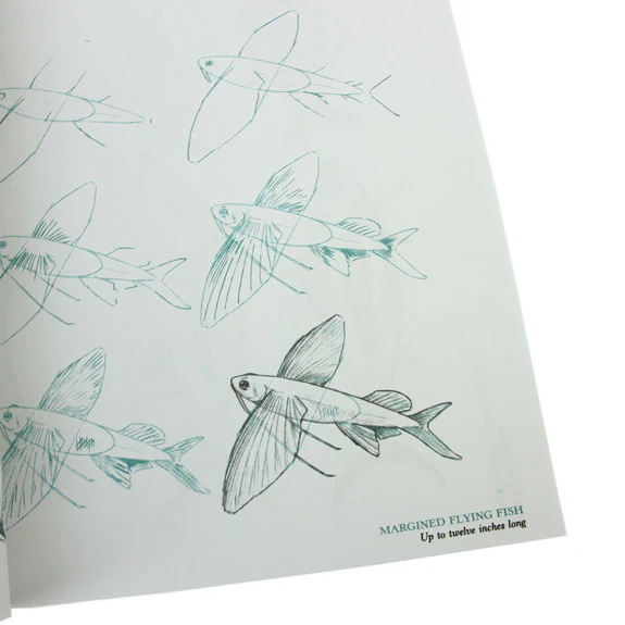 Draw 50 Sharks, Whales and Other Sea Creatures - Image 3