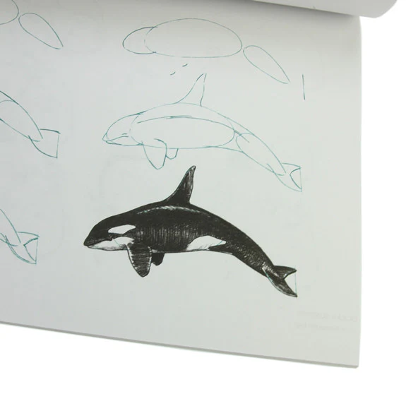 Draw 50 Sharks, Whales and Other Sea Creatures - Image 5