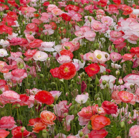 Seed Collection: Falling In Love Poppy - Image 2