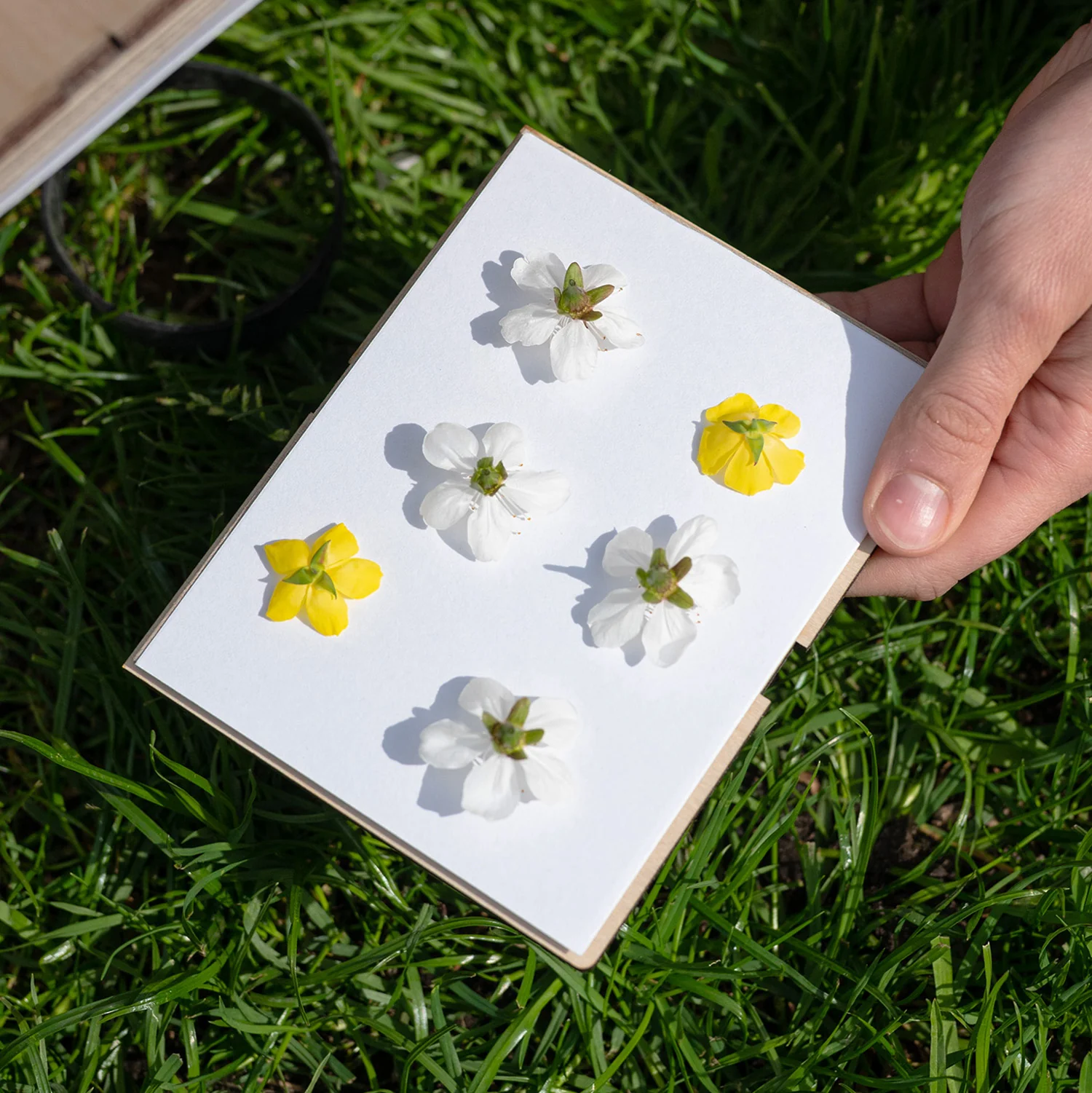 Fred Aldous Flower Press Small - Image 2