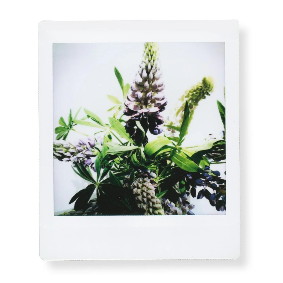Fuji Instax Square Film - Image 5