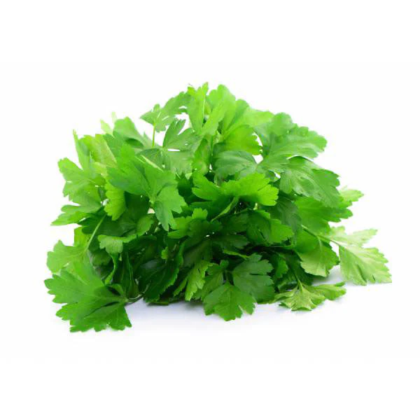 Seed Collection: Gigante d'Italia Parsley - Image 2