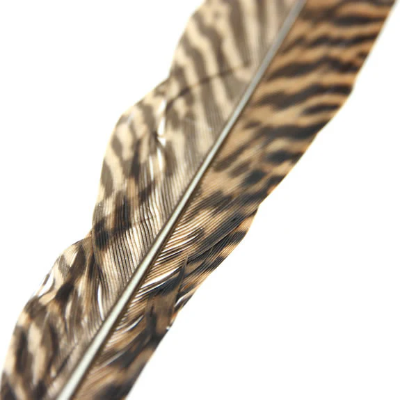 Golden Pheasant - Image 3