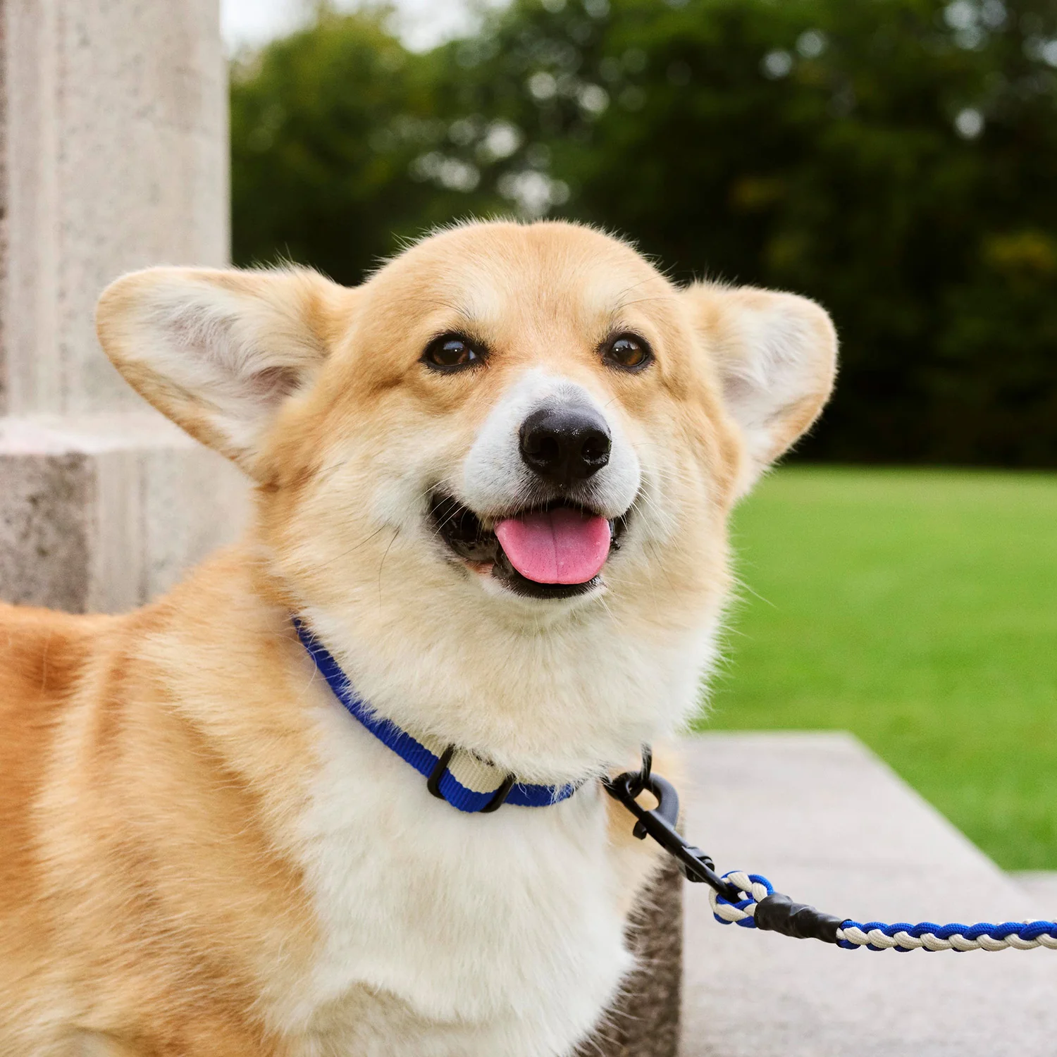 Dog Leash - Braided - Image 2
