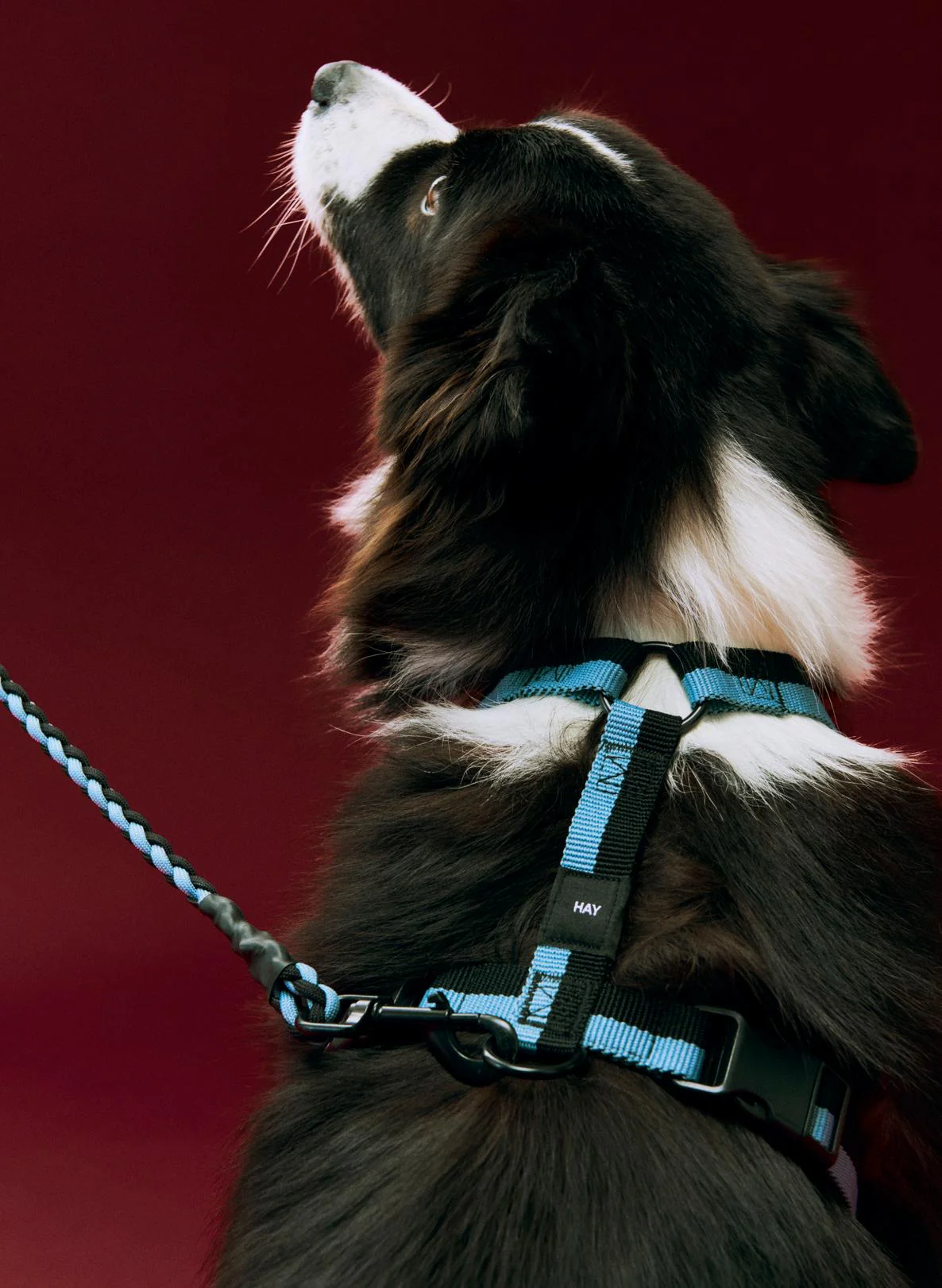Dogs Harness - Blue/Black - Image 2