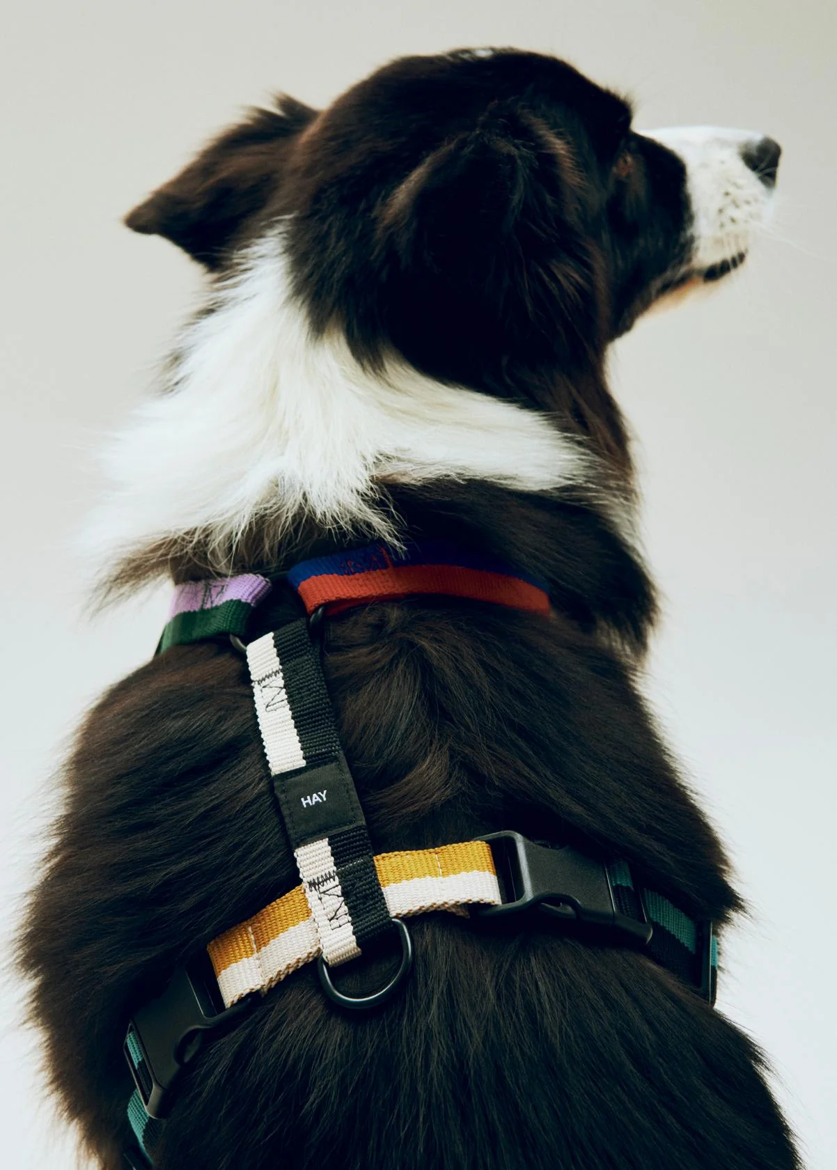 Dog Harness - Multicolour - Image 2
