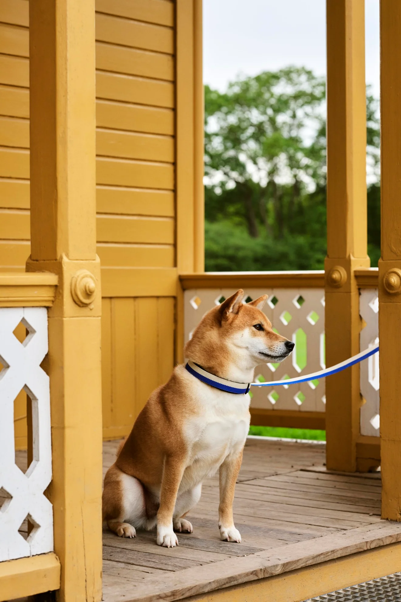 Dog Leash Flat - Blue/Black - Image 2