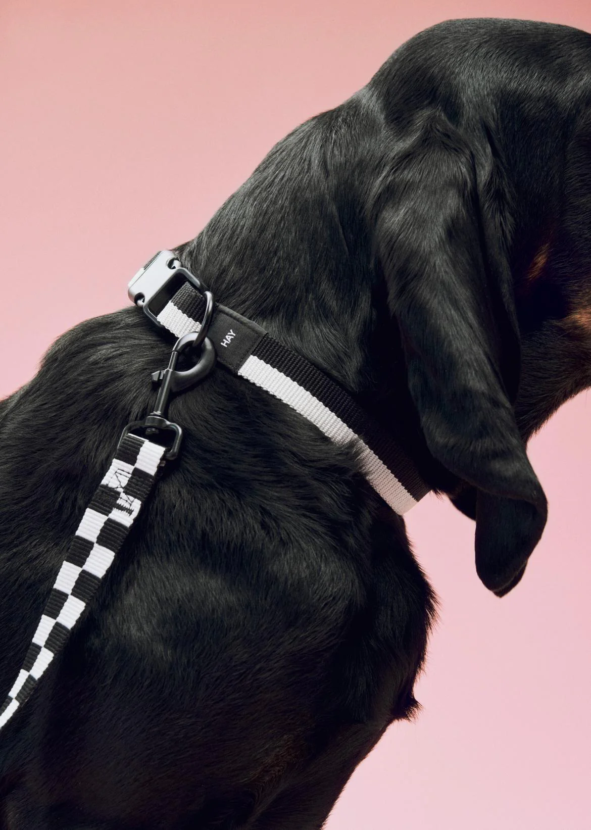 Dog Leash Flat - White/Black - Image 2