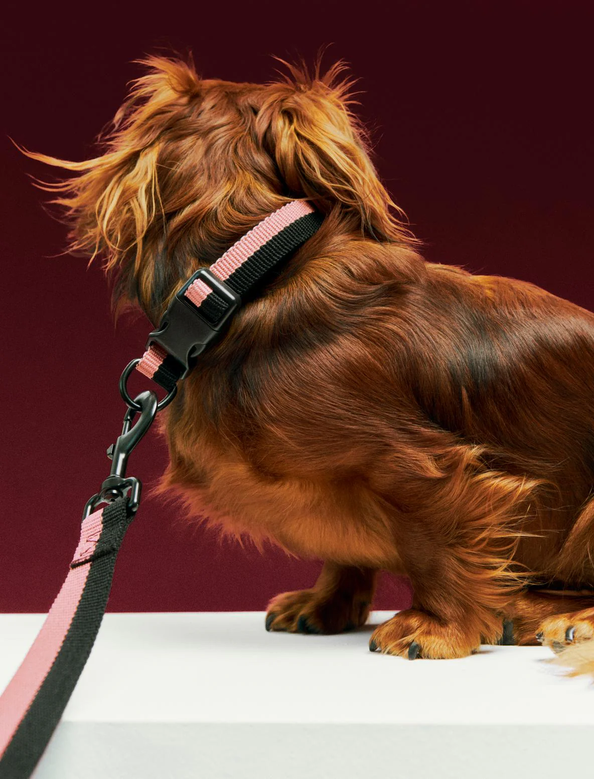 Dog Leash Flat - Pink/Black - Image 2