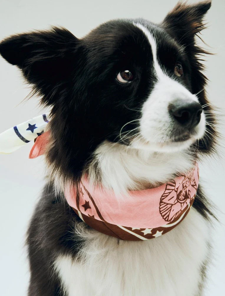 Dog Scarf - Recycled - Image 2