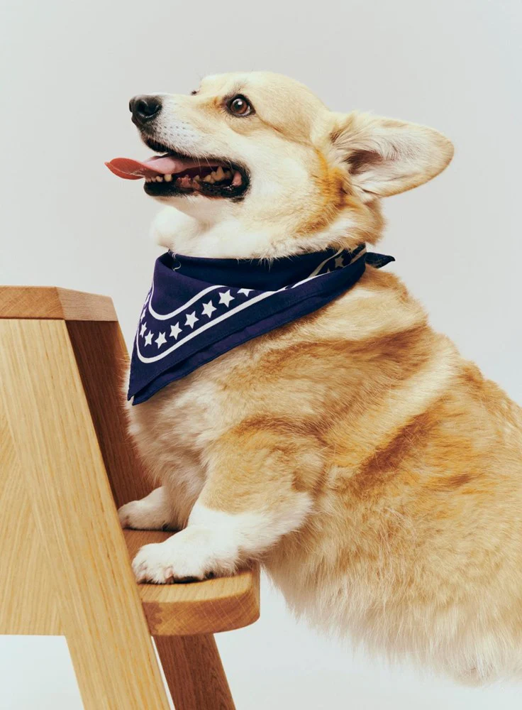 Dog Scarf - Recycled - Image 4