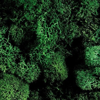 Iceland Moss 50g