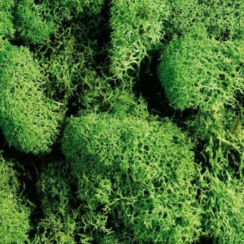 Iceland Moss 50g - Image 2