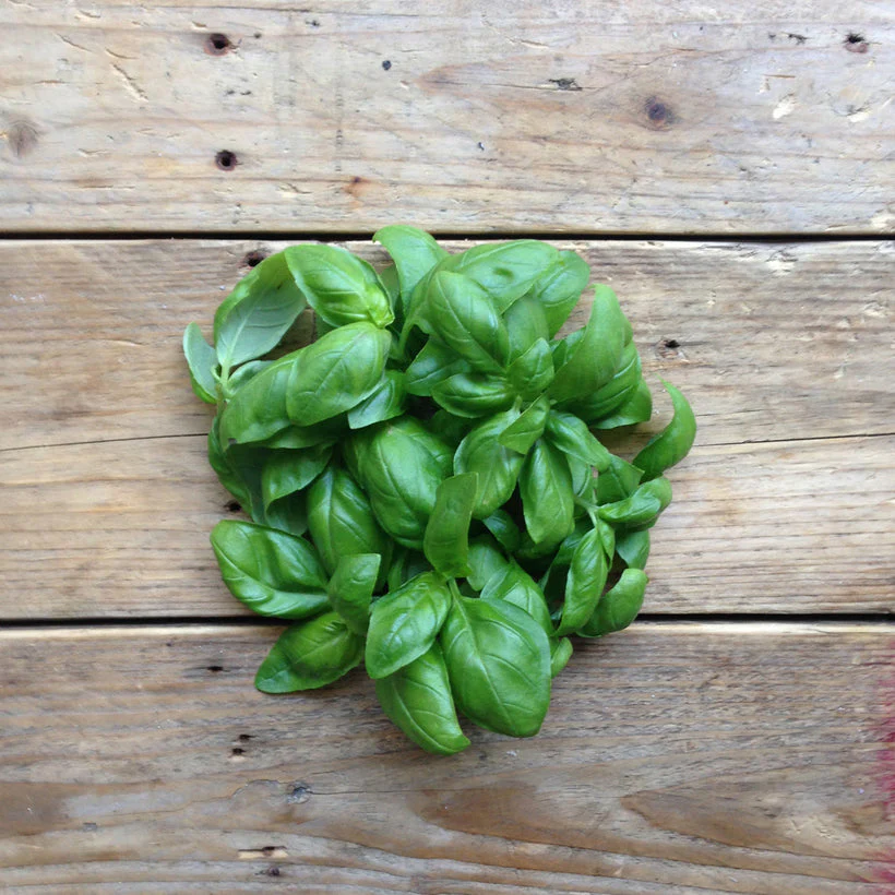 Seed Collection: Italiano Classico (Genovese) Basil - Image 2