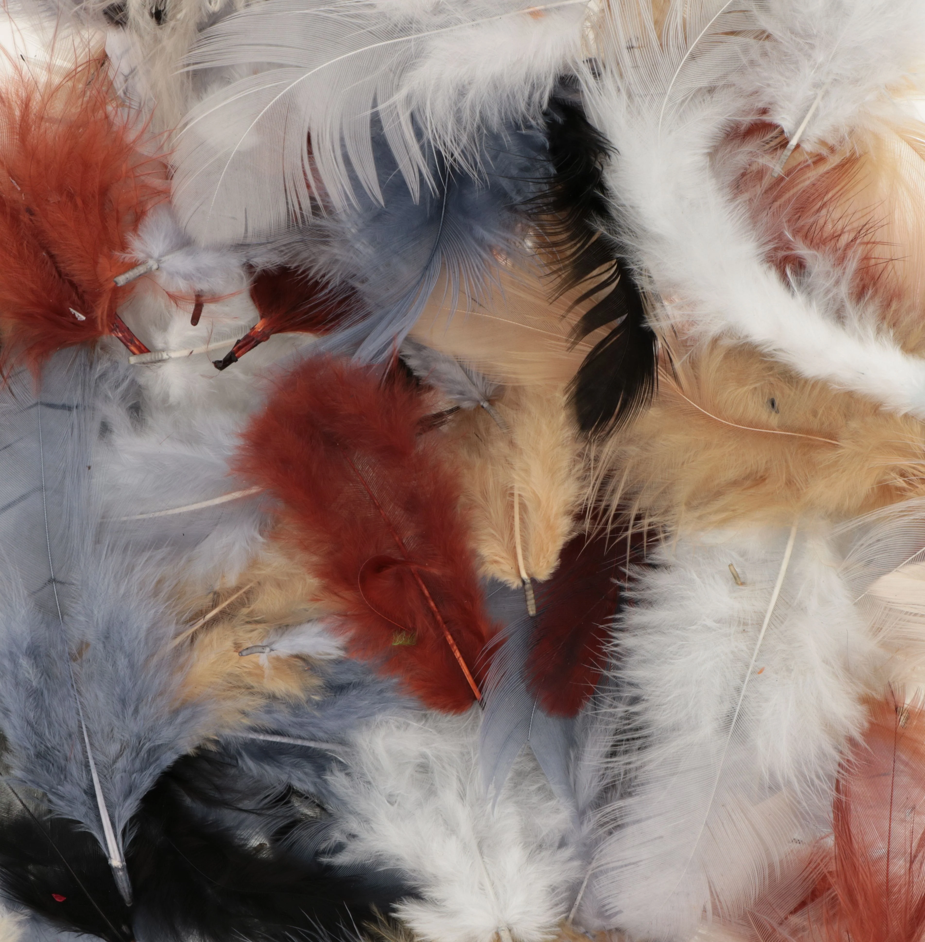 Mixed Coloured Feathers 10G - Image 5