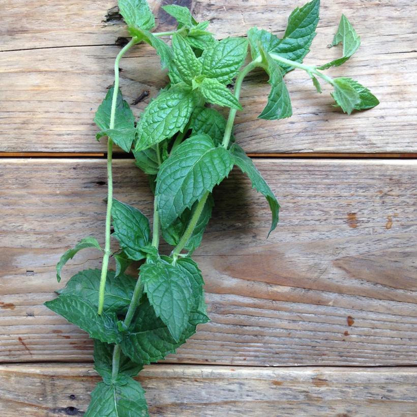 Seed Collection: Moroccan Spearmint - Image 2