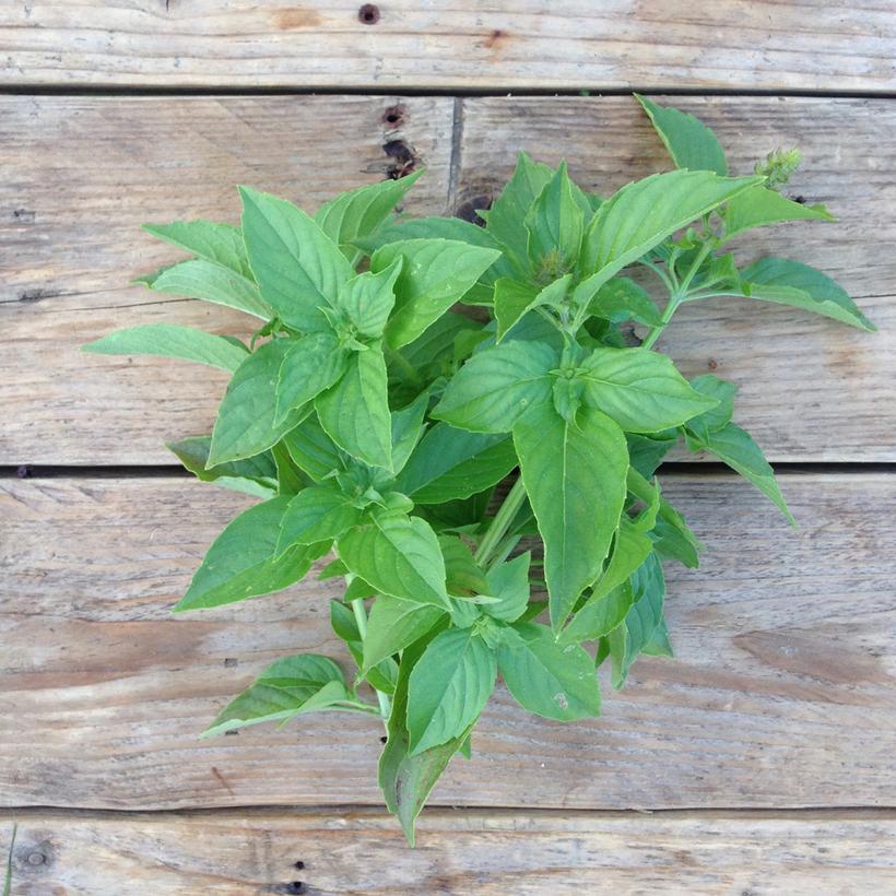 Seed Collection: Mrs Burns Lemon Basil - Image 2