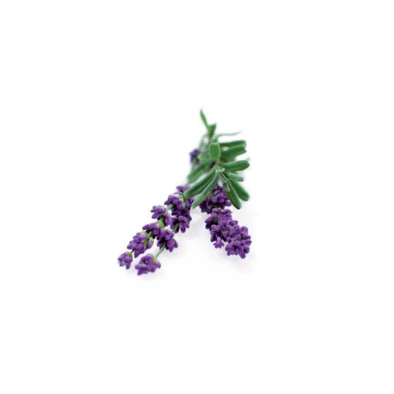 Seed Collection: Munstead Blue Lavender - Image 2