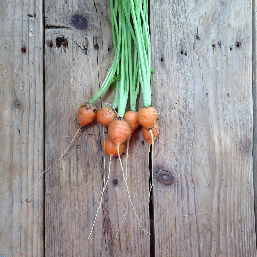 Seed Collection: Paris Market Carrot - Image 2