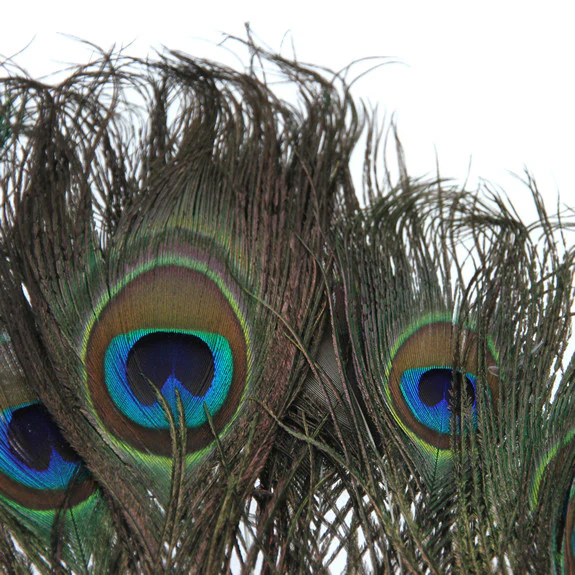 Peacock Feathers 10pk - Image 2