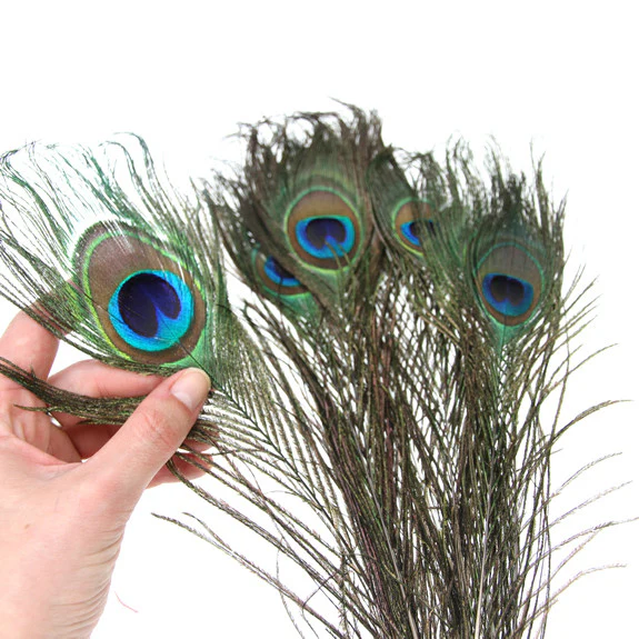 Peacock Feathers 10pk - Image 3