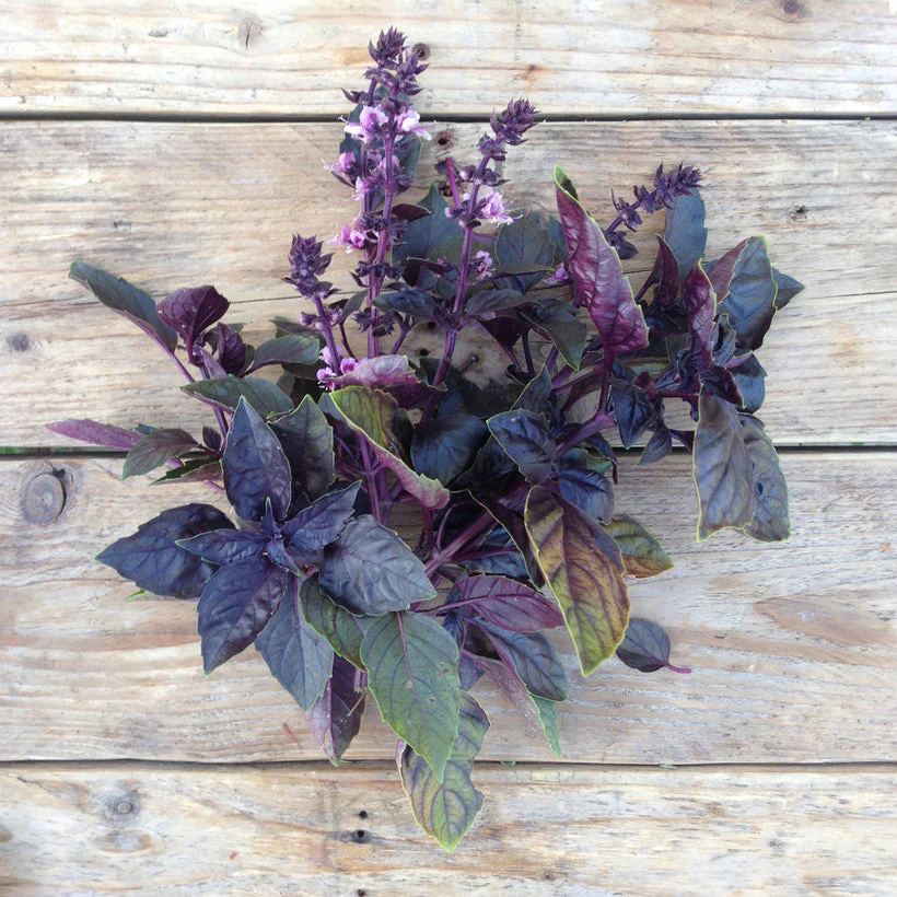 Seed Collection: Red Rubin Basil - Image 2