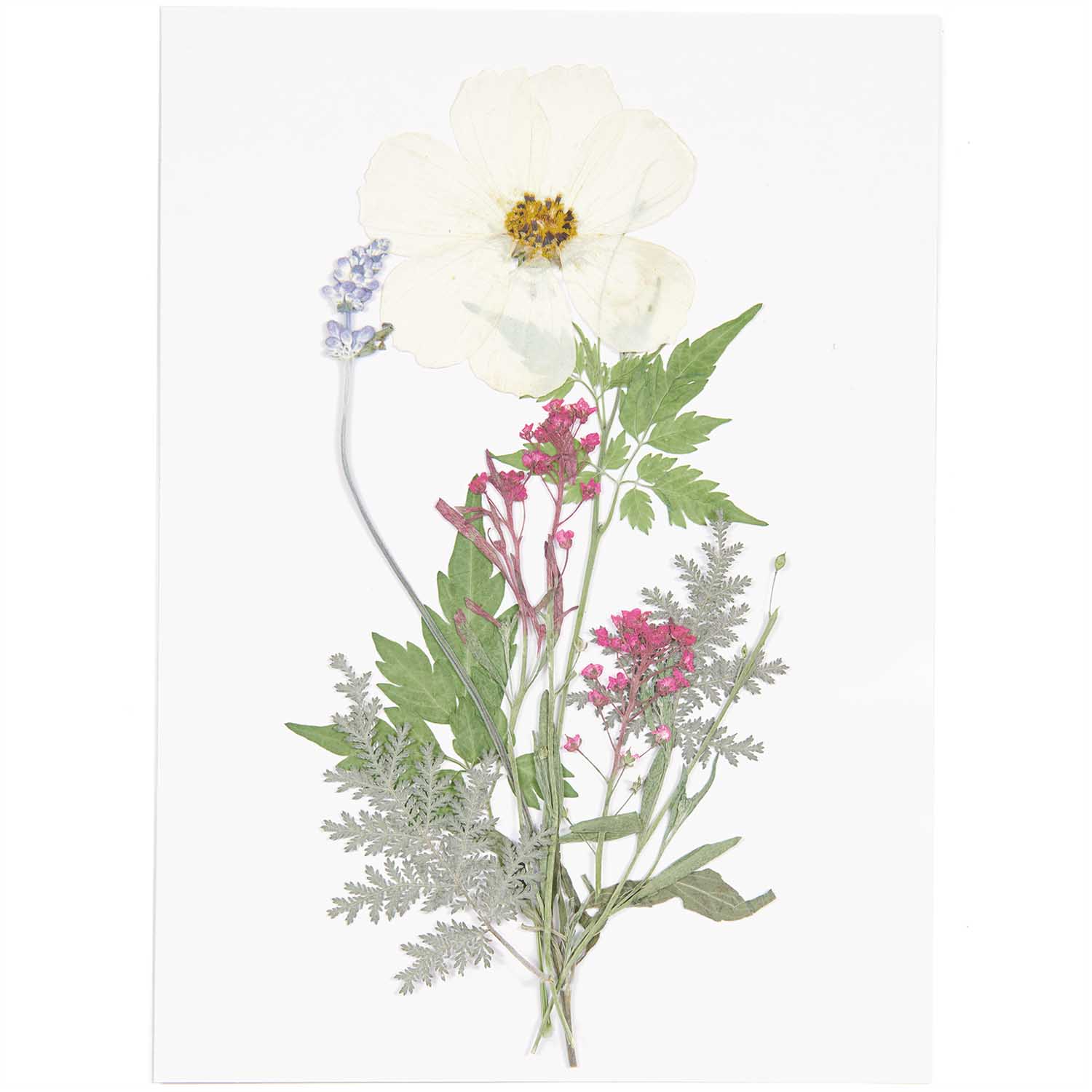 Rico Pressed Flowers - Image 2