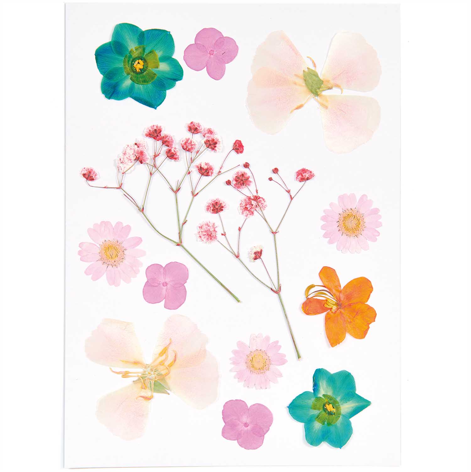 Rico Pressed Flowers - Image 4
