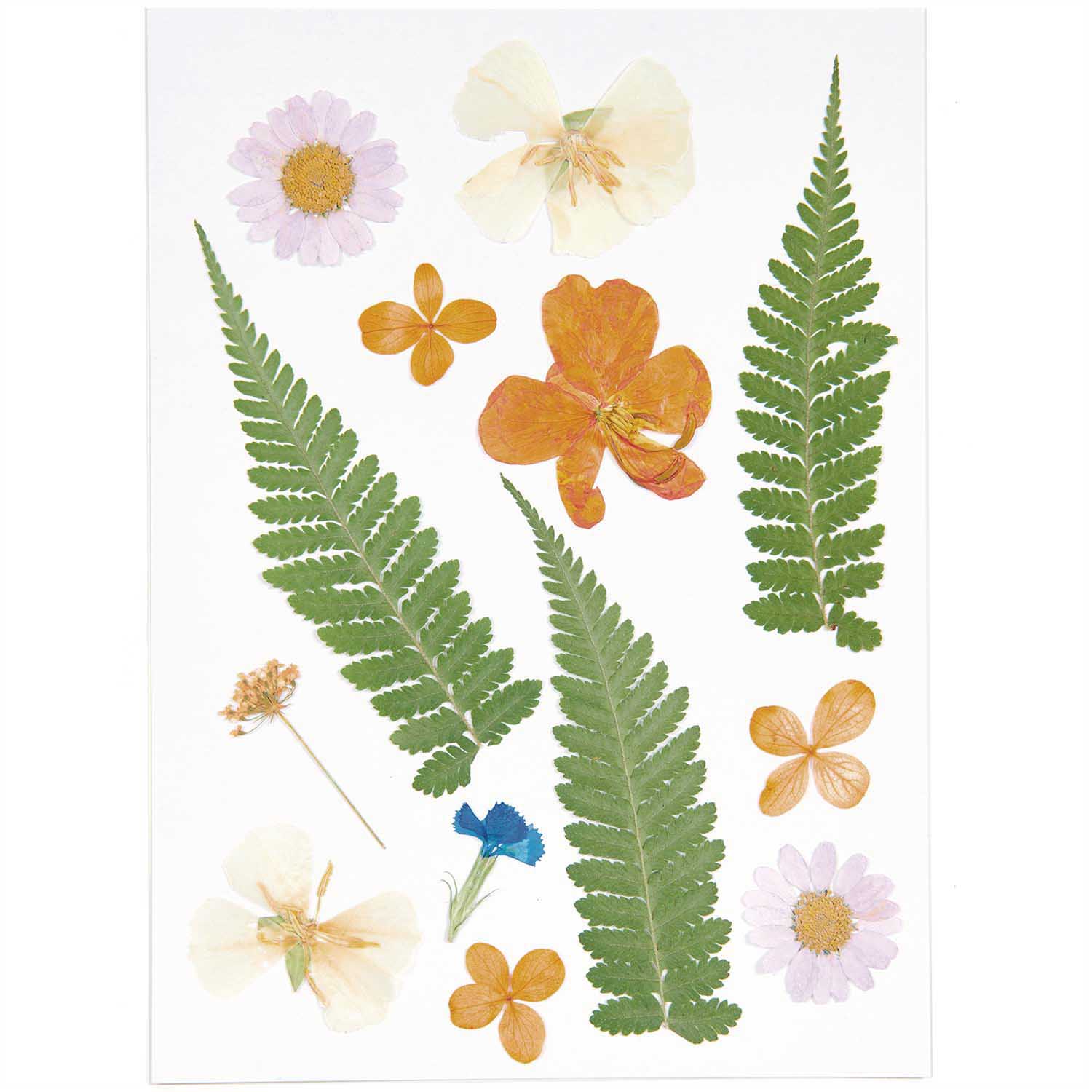 Rico Pressed Flowers - Image 5