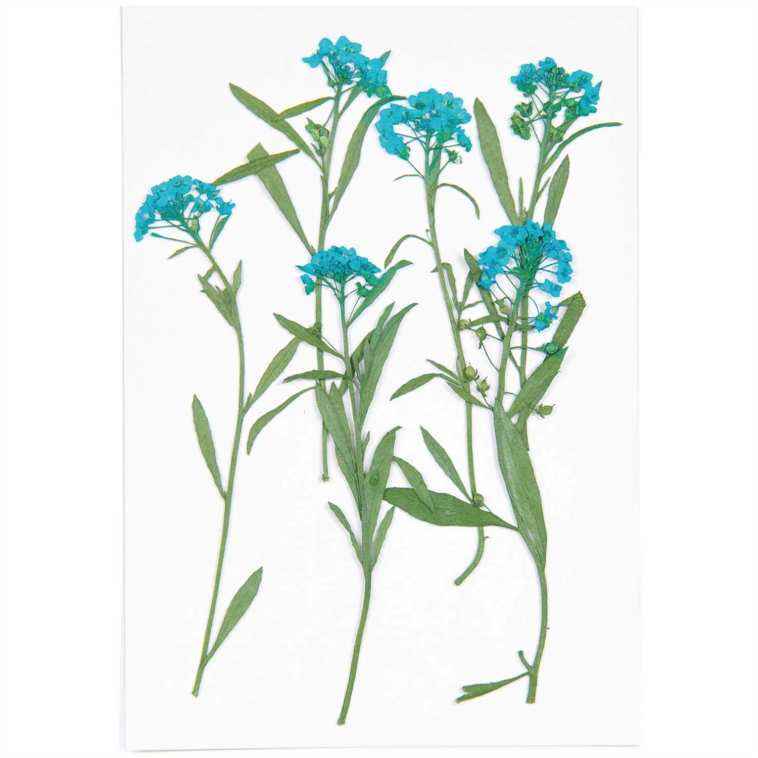 Rico Pressed Flowers - Image 6