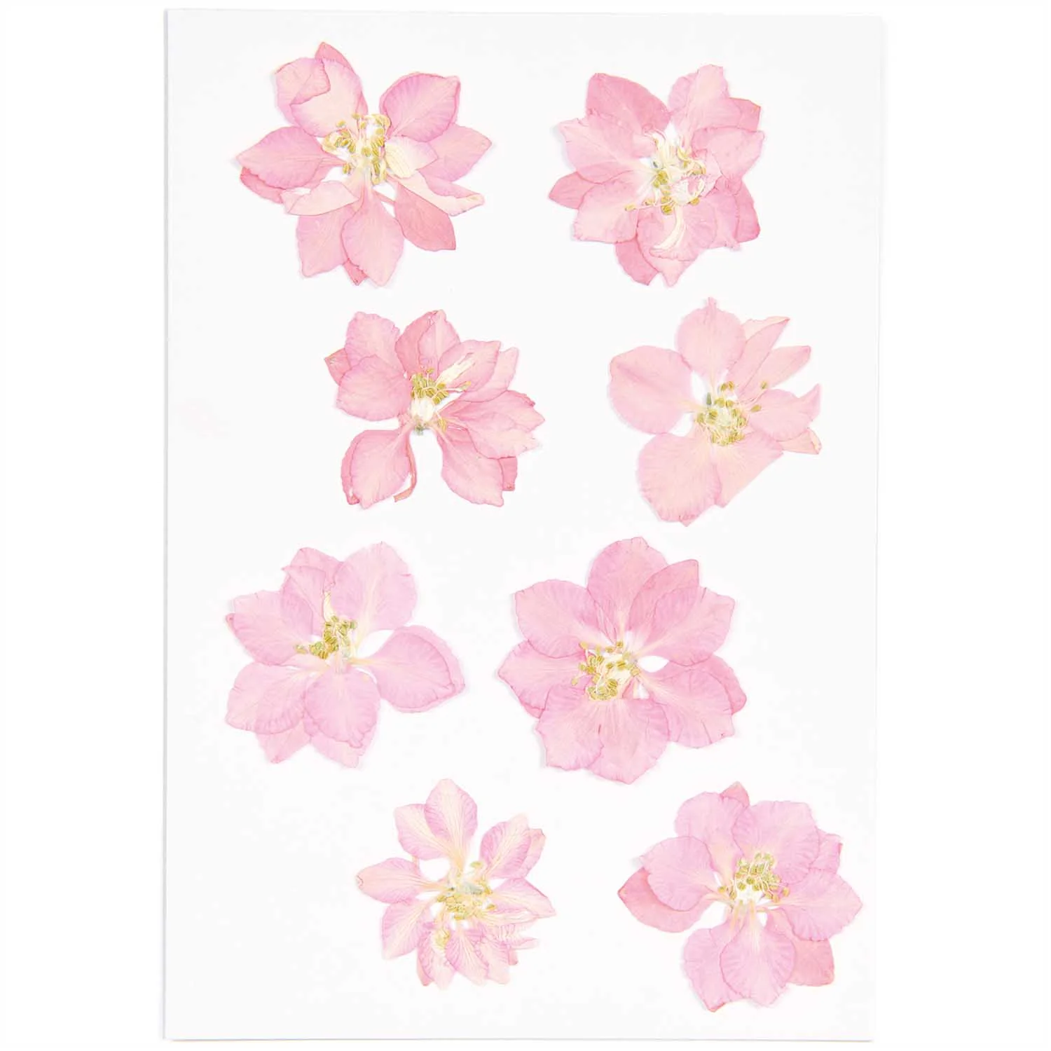 Rico Pressed Flowers - Image 7