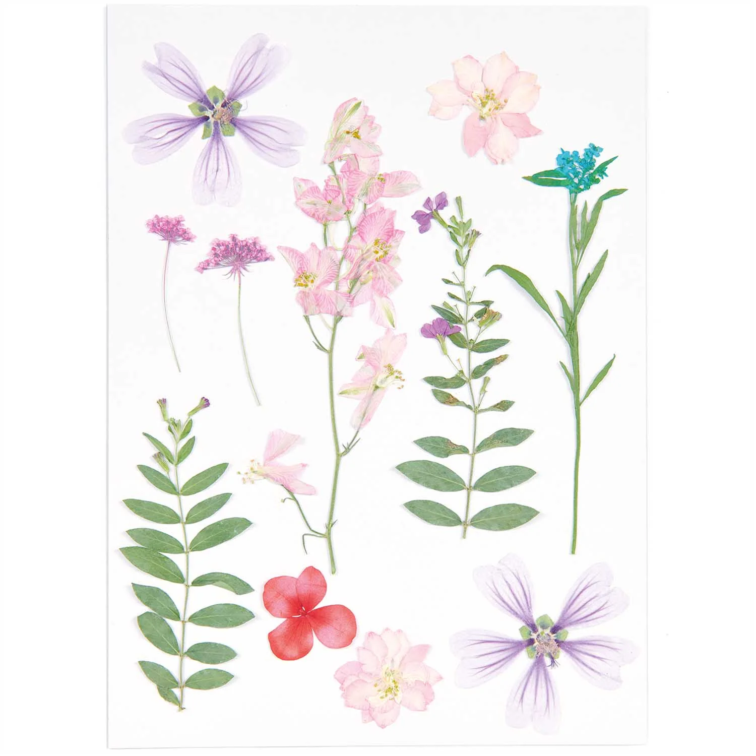 Rico Pressed Flowers - Image 8