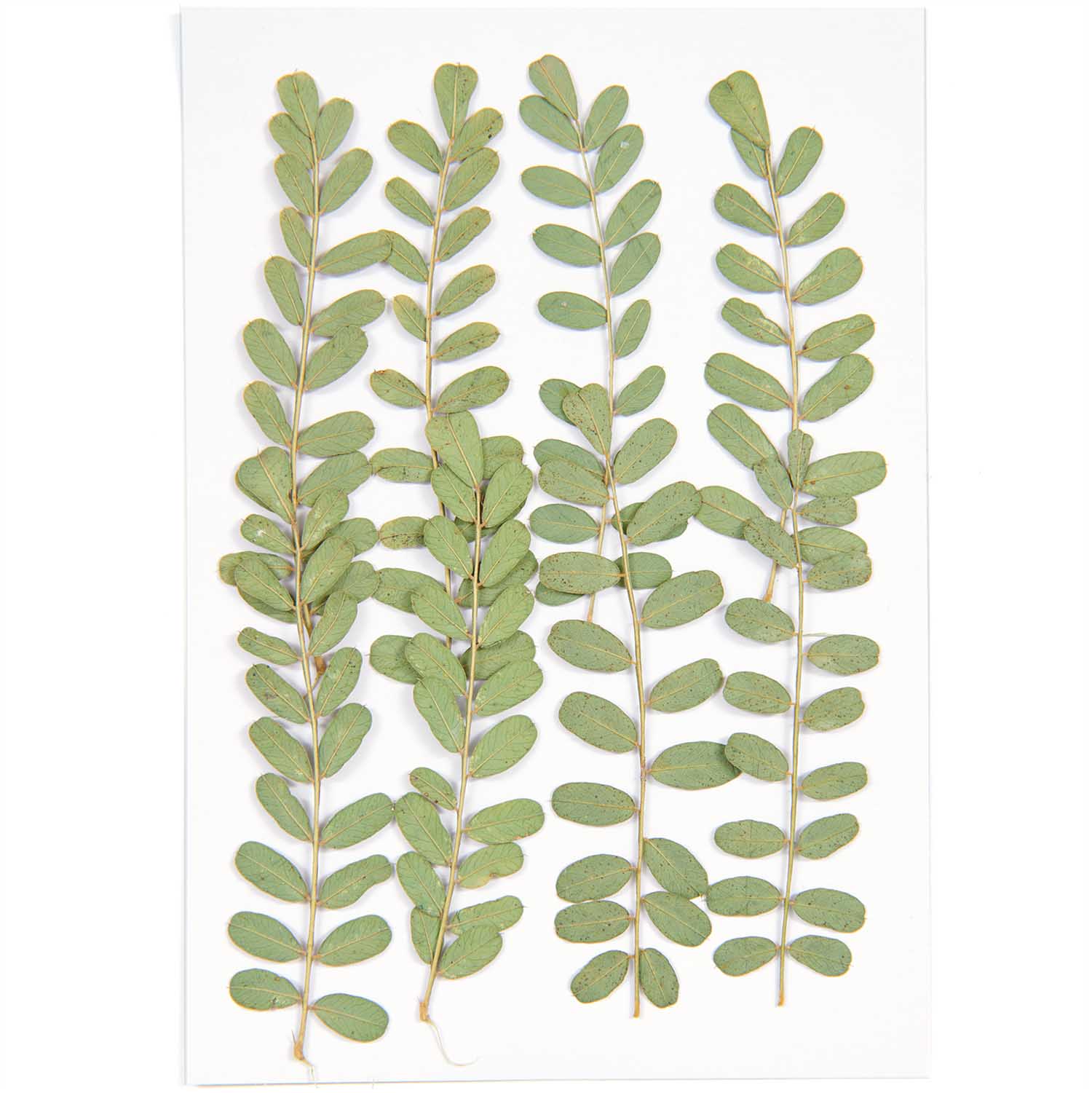 Rico Pressed Plants - Image 4